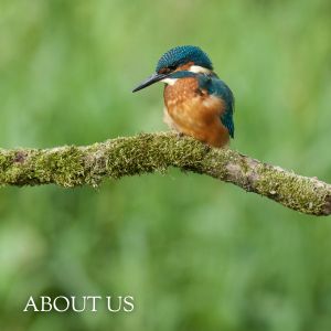 About Us